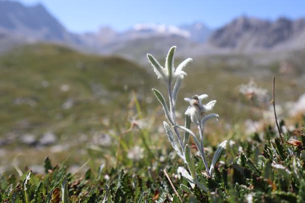 A close-up shot features a delicate Edelweiss flower with its distinctive white, woolly petals standing tall amidst green alpine foliage